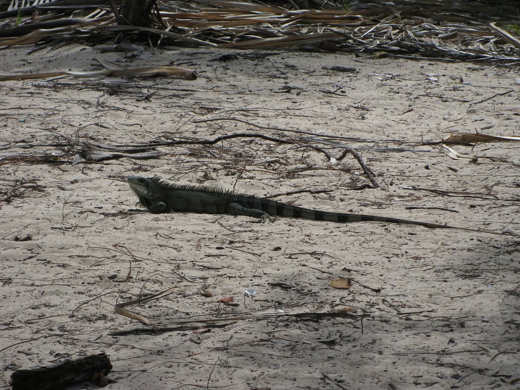 Lizard at the beach "La Caravelle" in Sainte-Anne