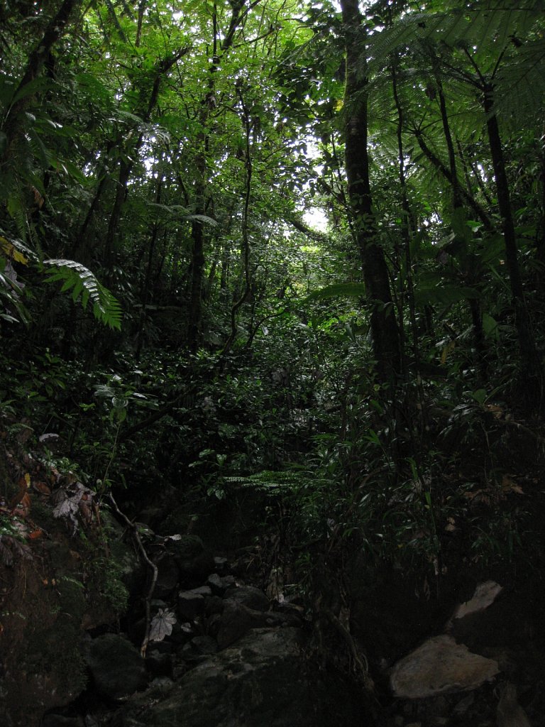 Rainforrest at the bootom of the vulcano La Soufrière