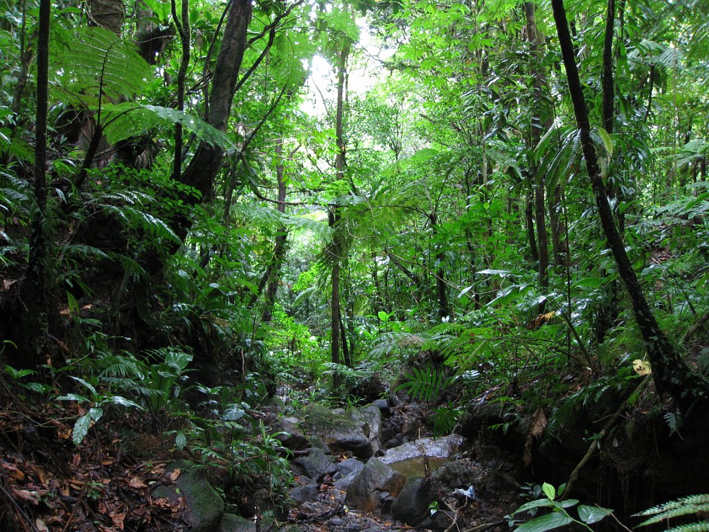Rainforrest at the bootom of the vulcano La Soufrière