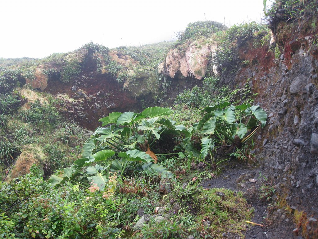 Lichen and moss at vulcano La Soufrière