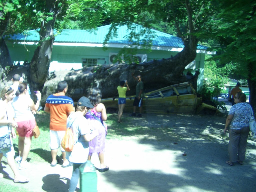 Botanical Garden in Roseau - The school bus was crushed by a tree during the hurrican "David" (1979)