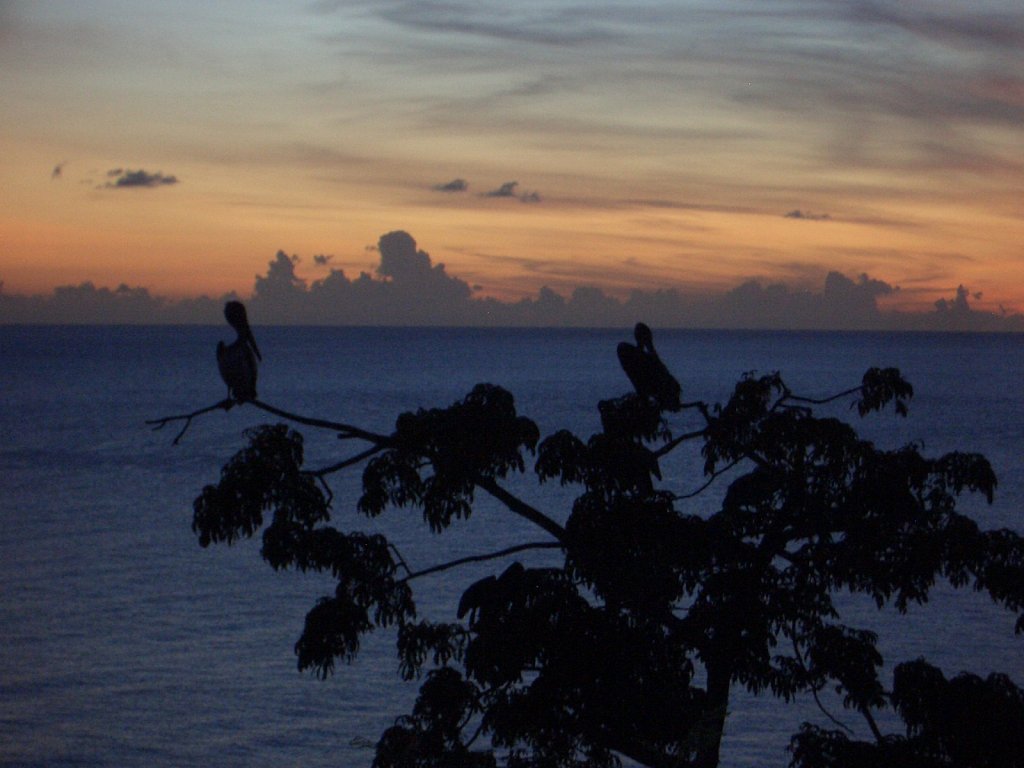Pelicans at hotel