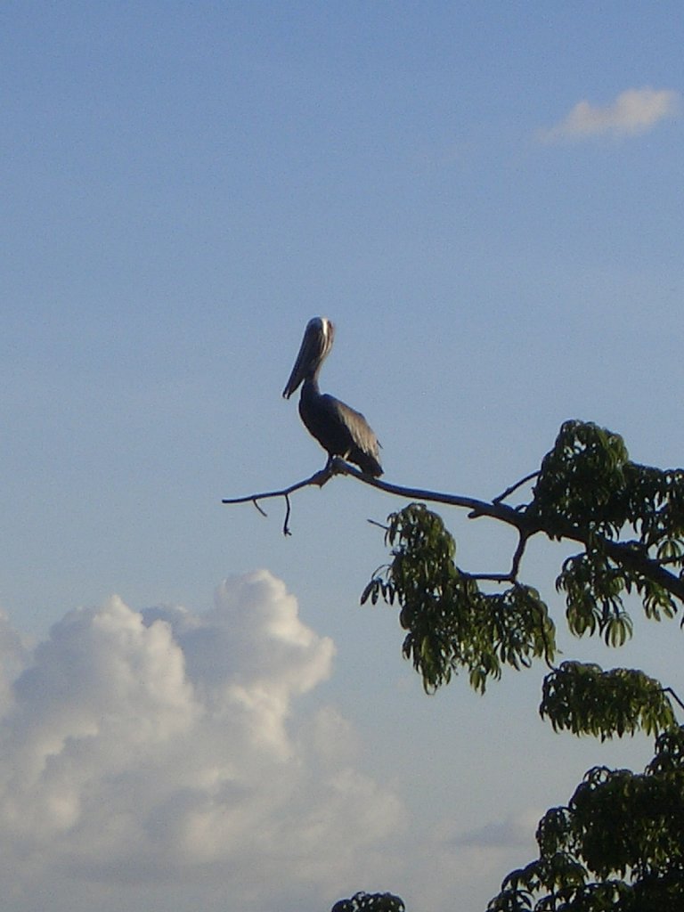 Pelican near the hotel