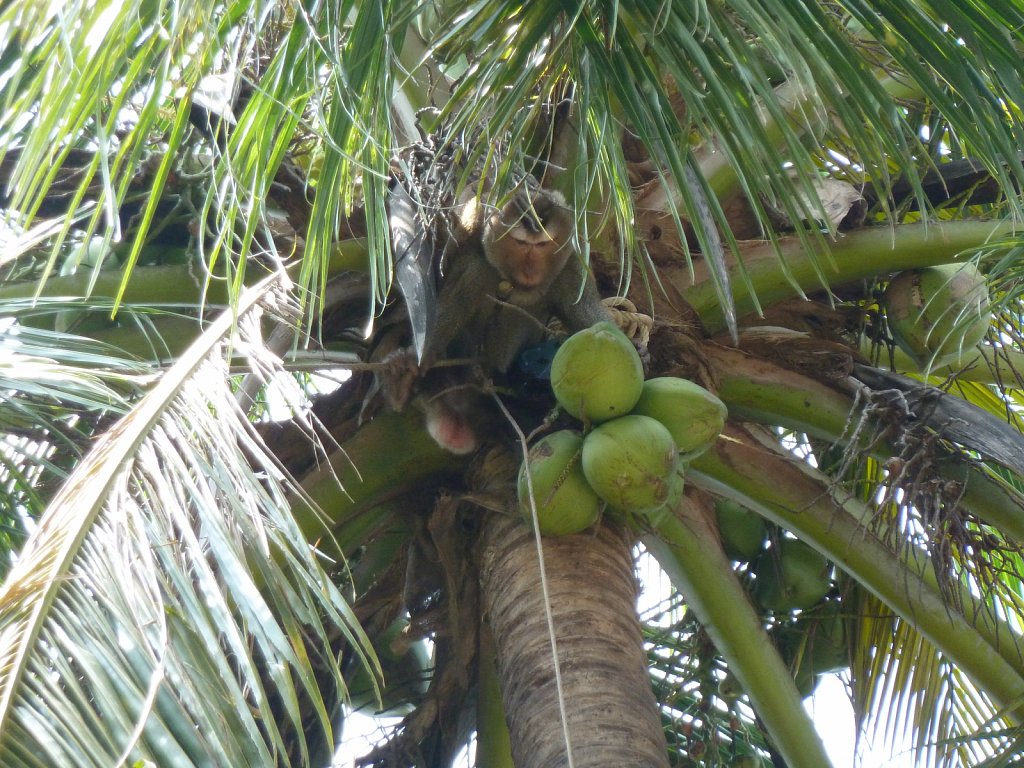 Monkey harvesting coconuts
