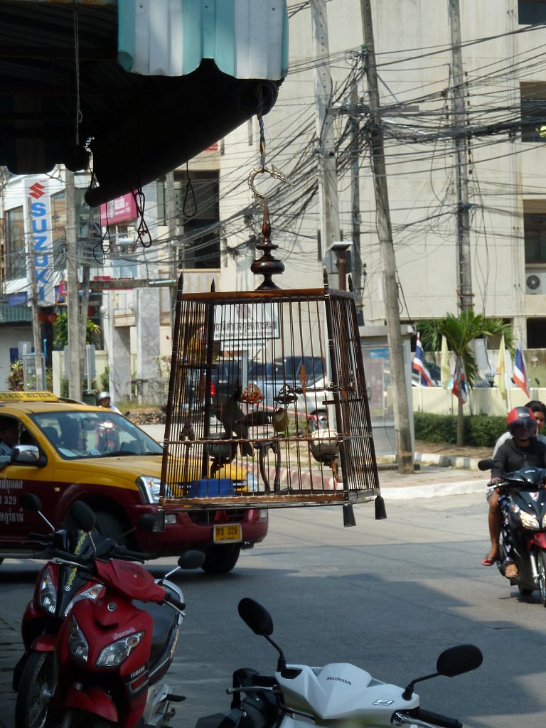 Bird cage on the street