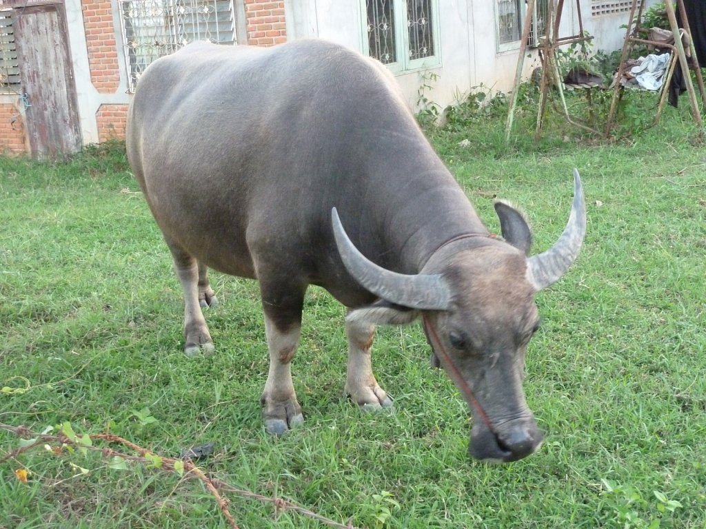 Buffalo