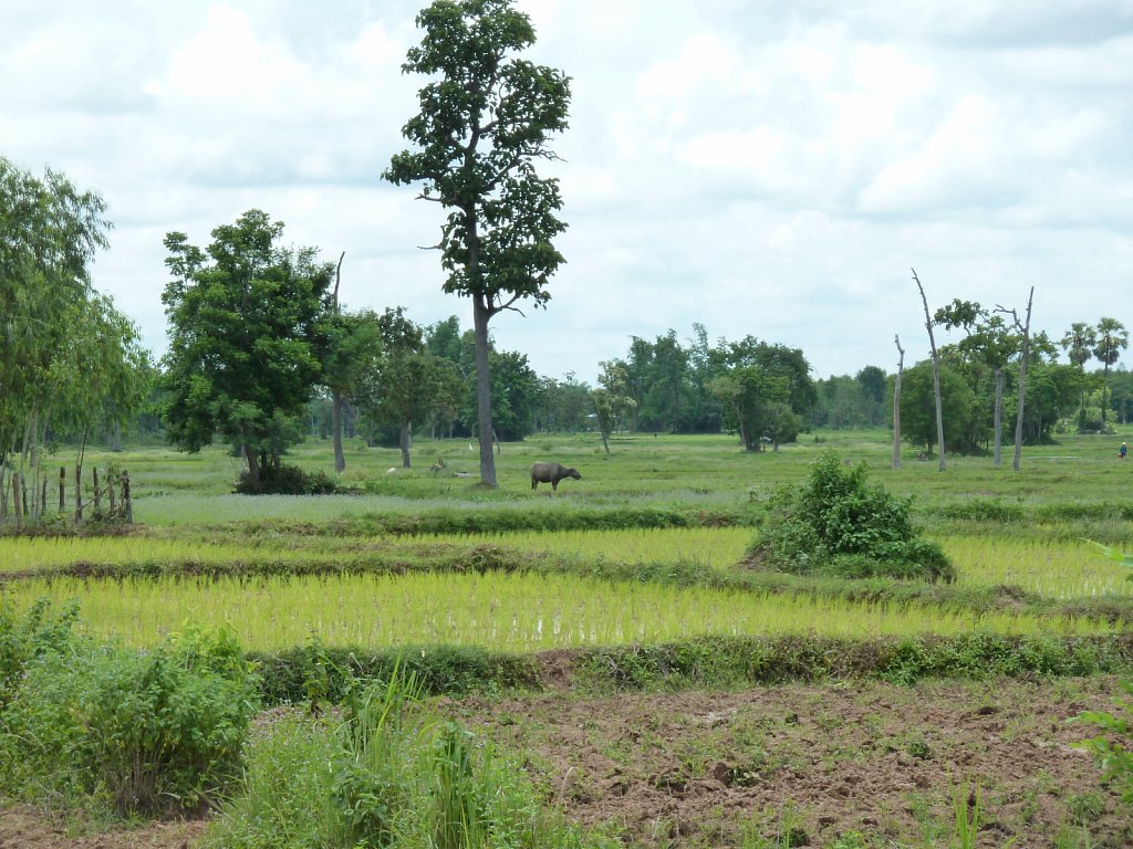 Rural landscape near Ban Chiang