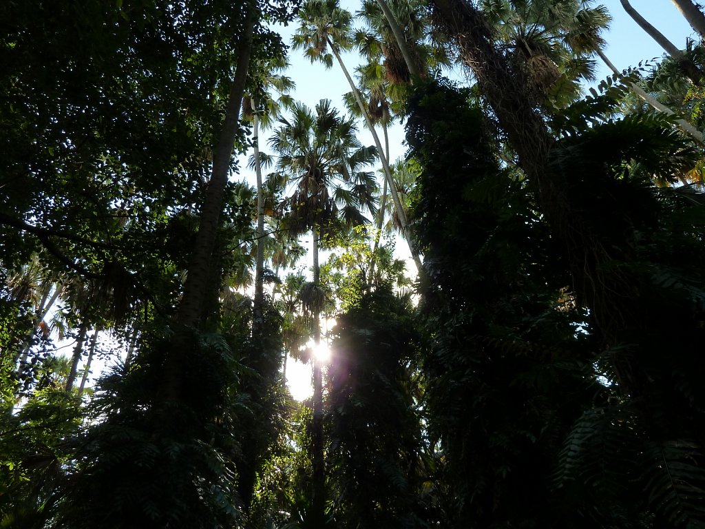 Rain forrest near Wat Kham Chanot