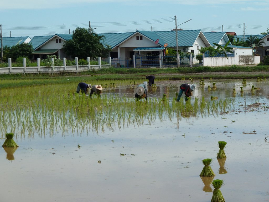 Rice-planting women on the way to work