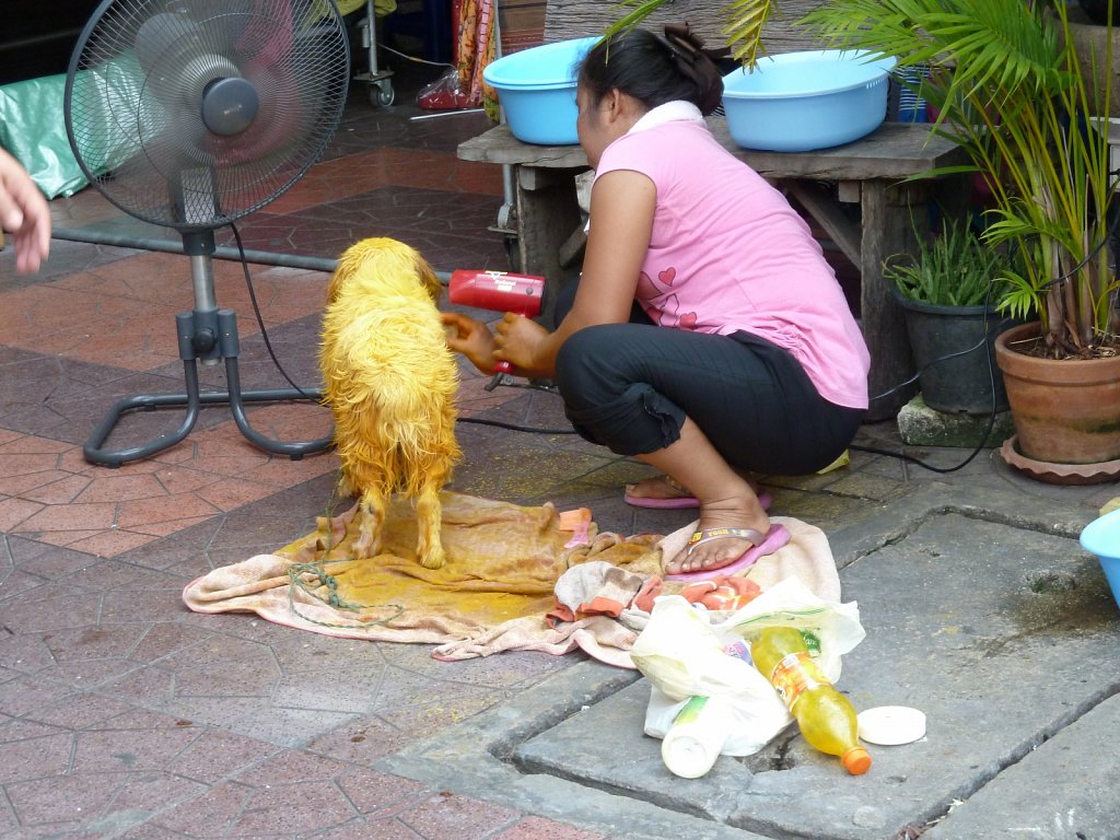 Dyed dog