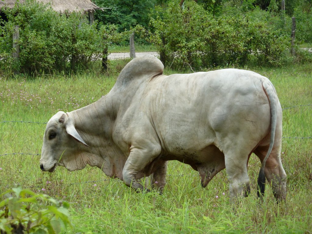 Kind of Zebu cattle