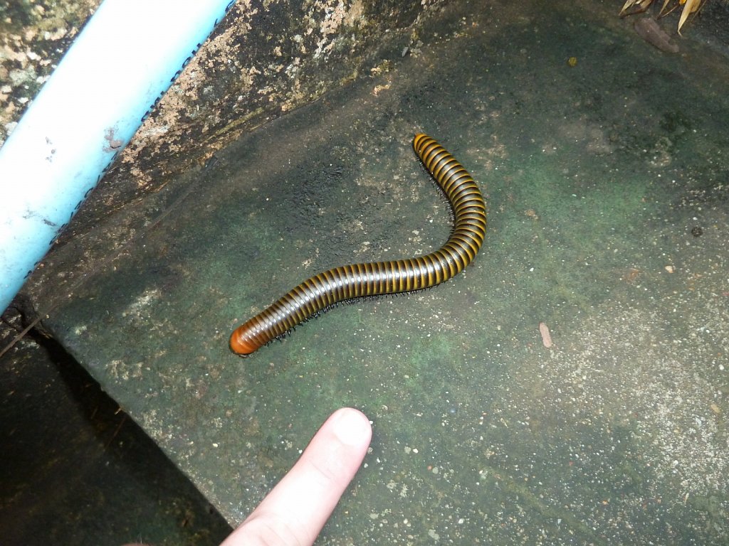 Big centipede