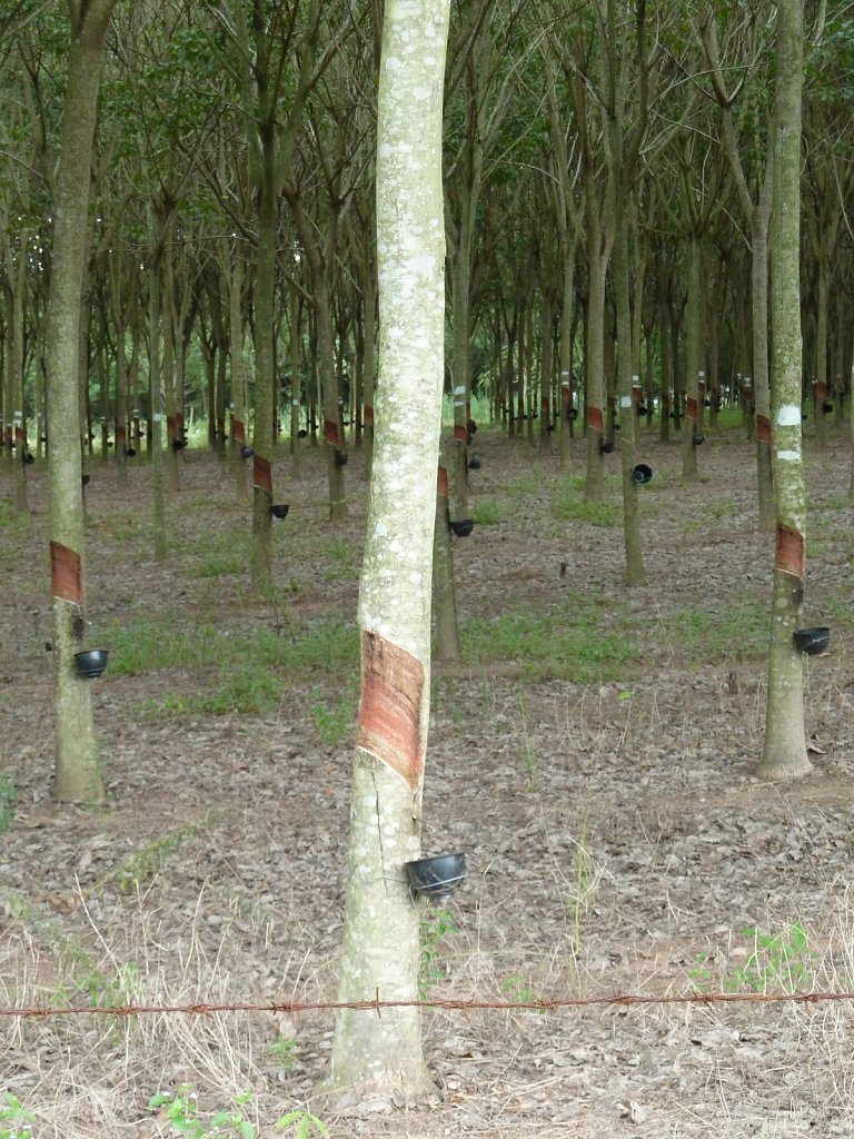 Rubber plantation