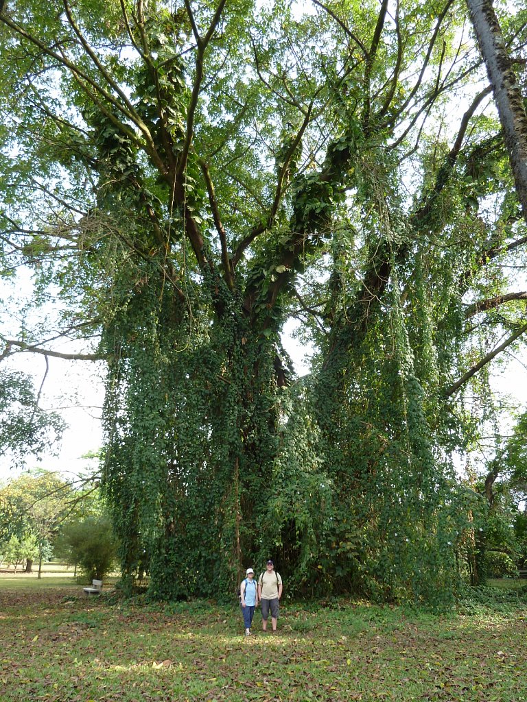 Botanical garden