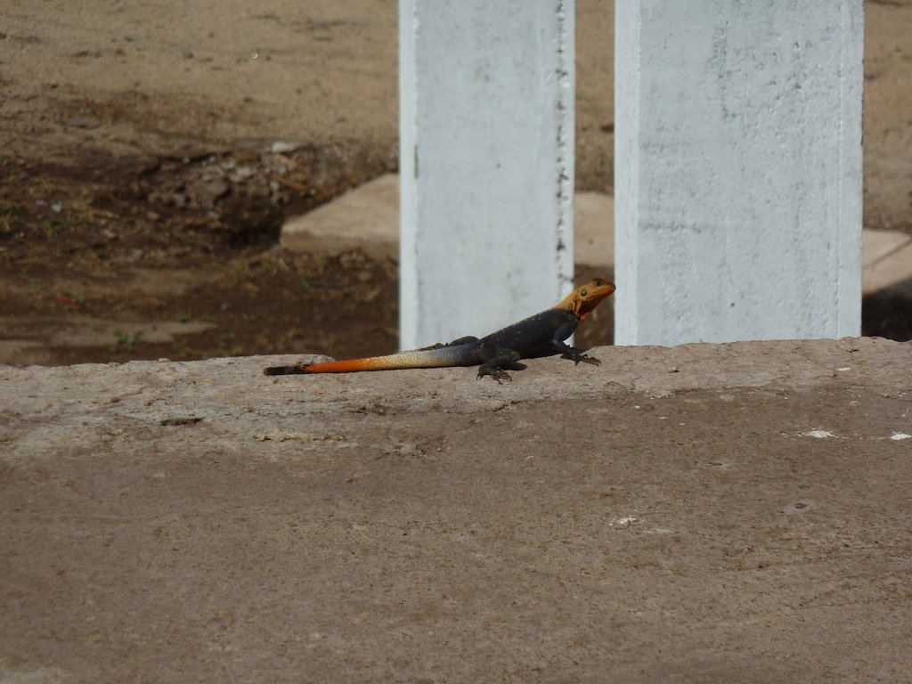 Colorful lizard