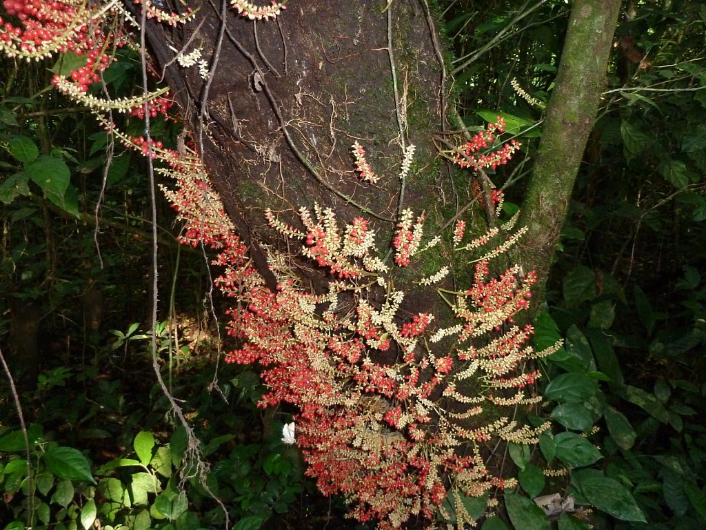 Blossoming tree in Korup National Park