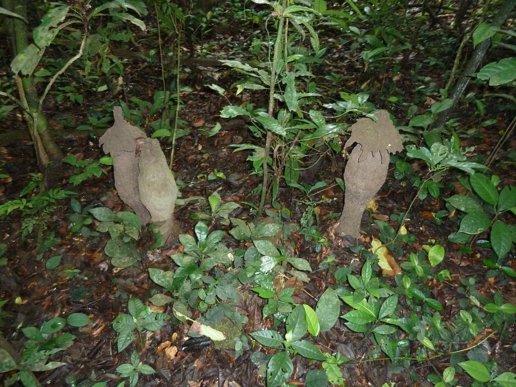 Termite hills
