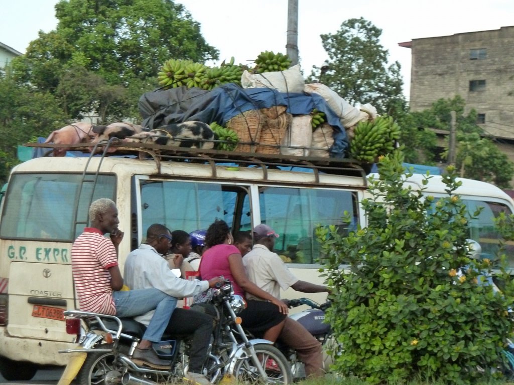 Pigs on the car roof