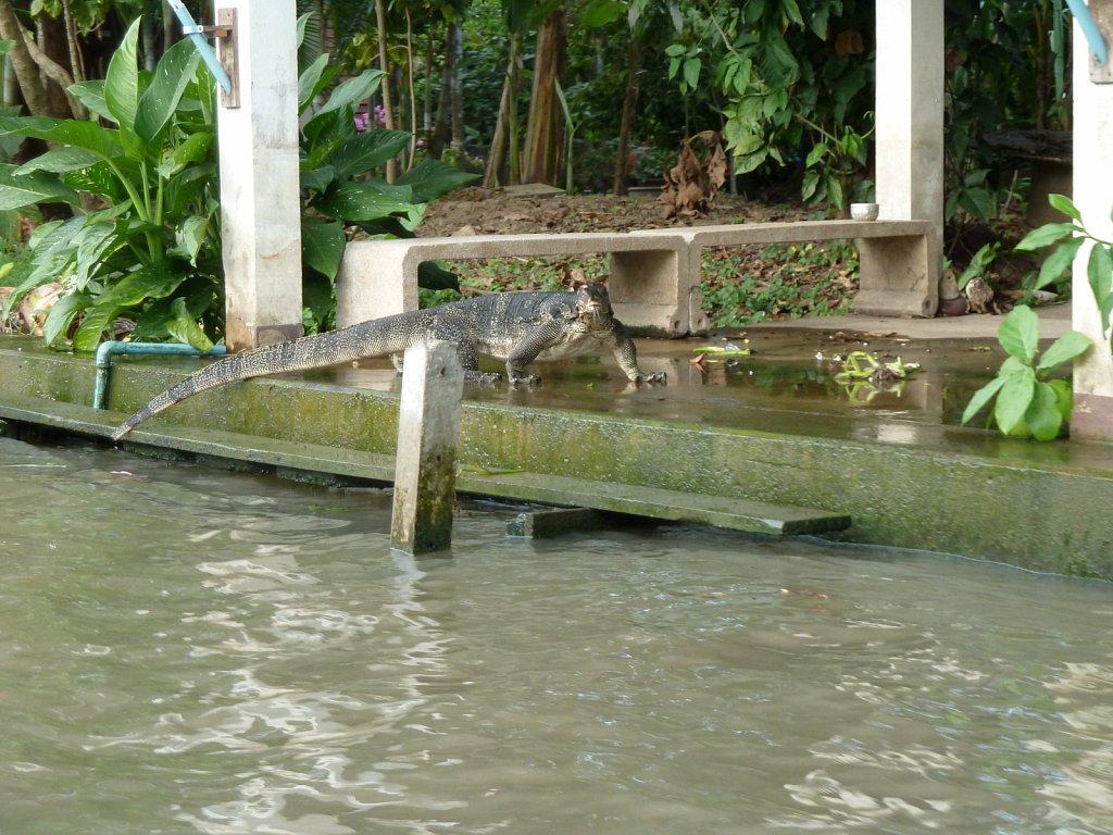 Varanidae at riverbank