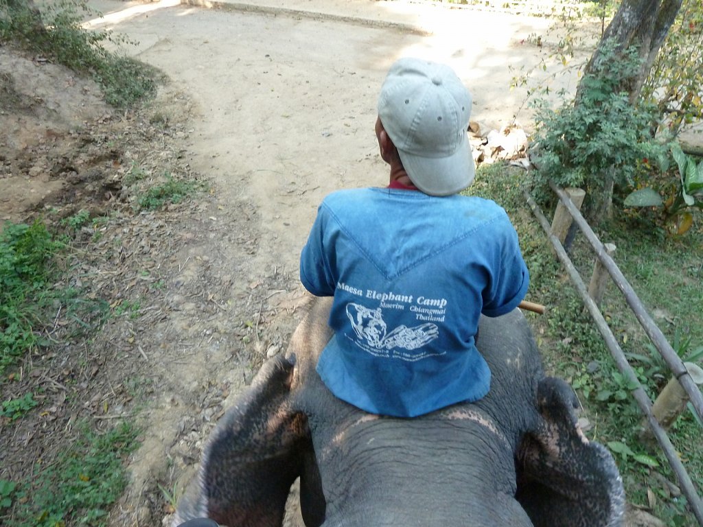 Elephant ride in Mae-Sa Elephant Camp