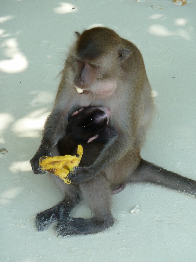At Monkey beach