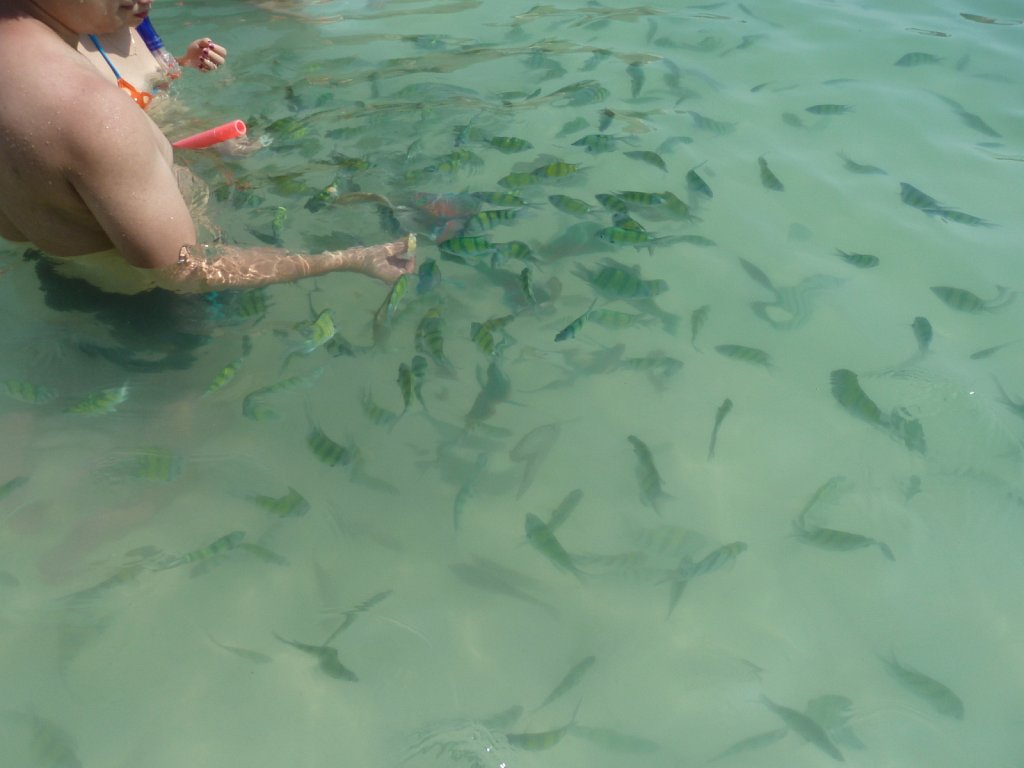 Fishes at Koh Khai