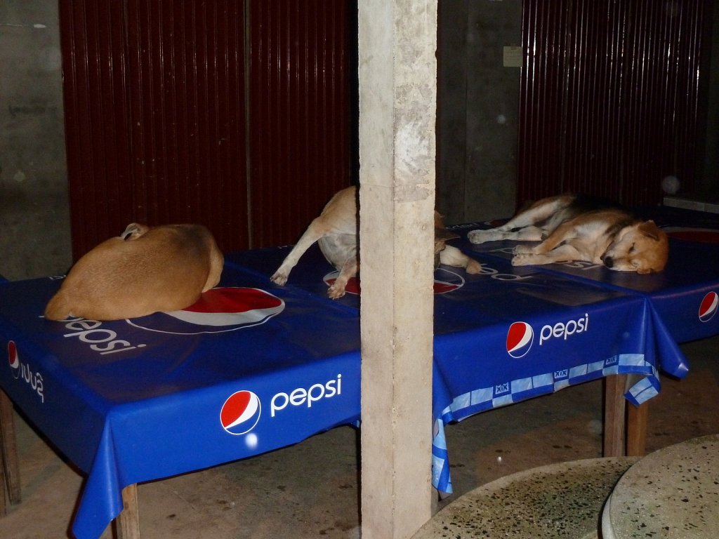 Backpacker party in town: No problem for the dogs