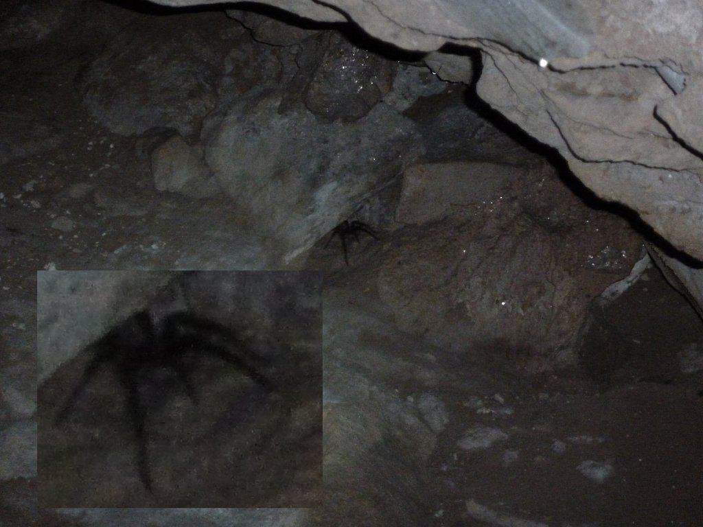 Spider in Tham Phu Kham Cave