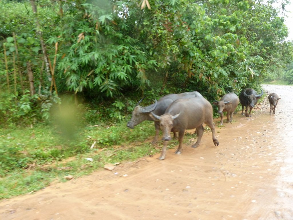 Buffalos on the road