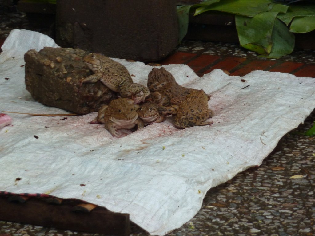 Toads at the market in Luang Prabang