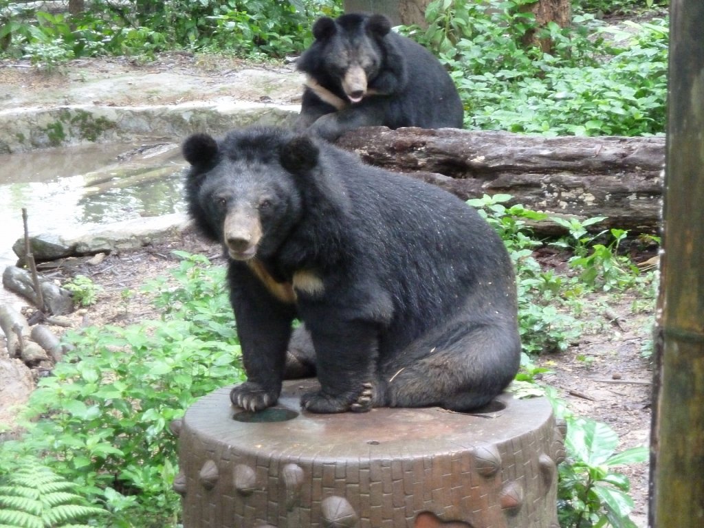 Bear near Kuang Si Falls