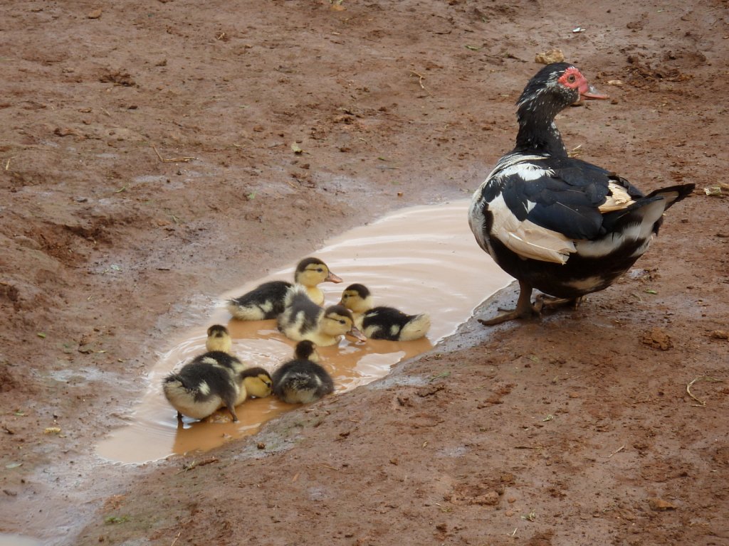 Ducks in a Hmong village near Phonsavan