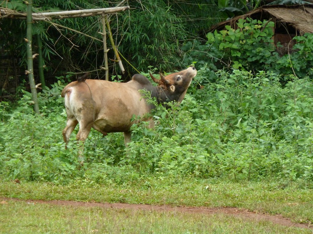 Cow in a Hmong village near Phonsavan