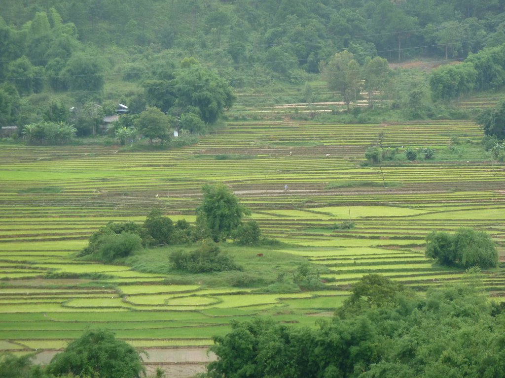Rice fields near Phonsavan