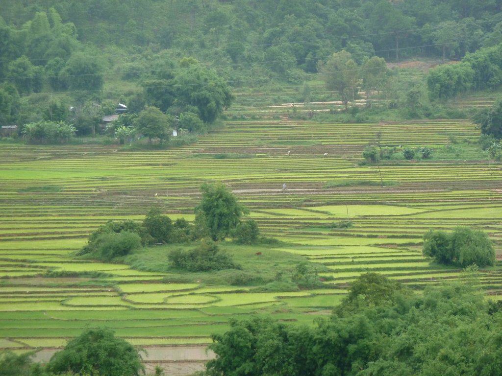 Rice fields near Phonsavan