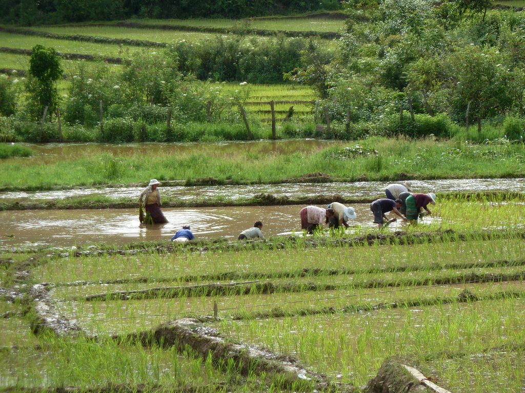 Rice planters on the way to Sam Neua