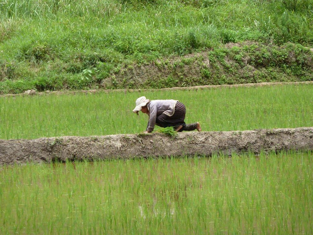 Woman planting rice near Vieng Xai