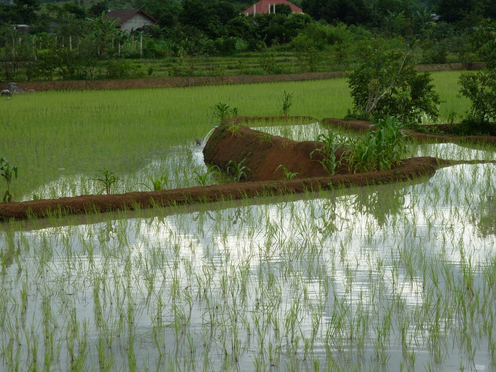 Freshly planted rice fields near Vieng Xai