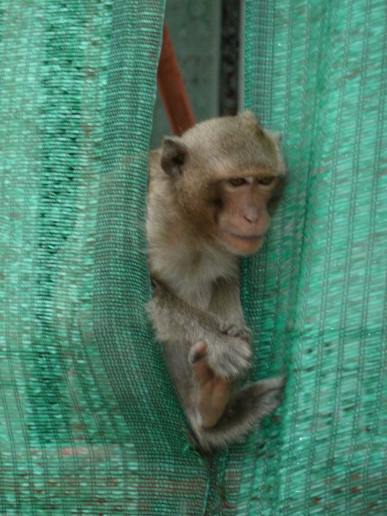 Monkey at the Cambodian Royal palast