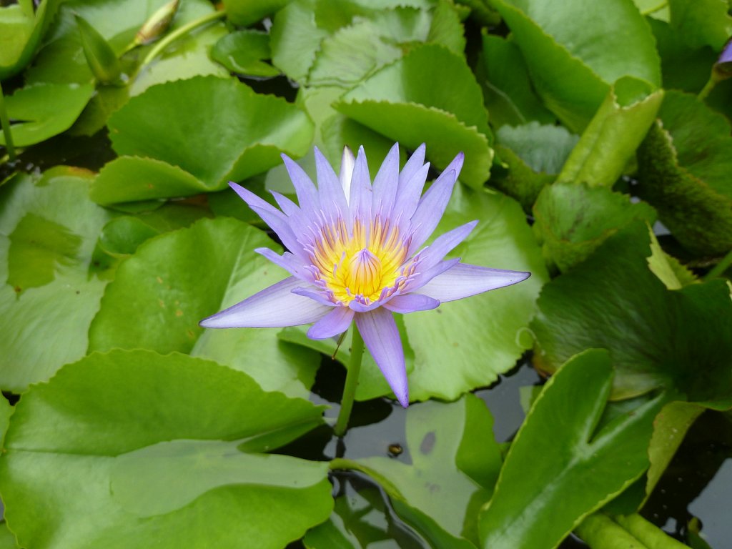 Blossom in the Cambodian Royal palast