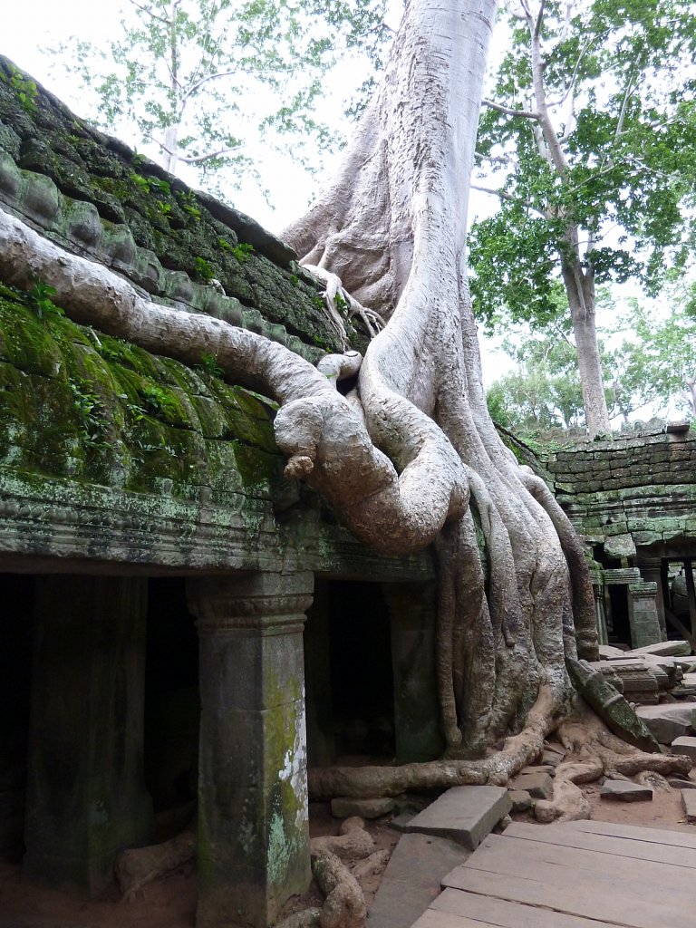 Tree covering temple Ta Prohm