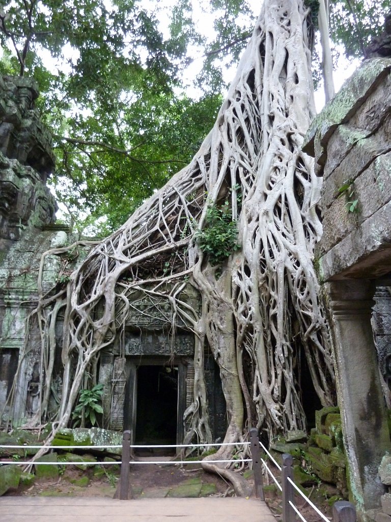 Jungle overgrown temple Ta Prohm