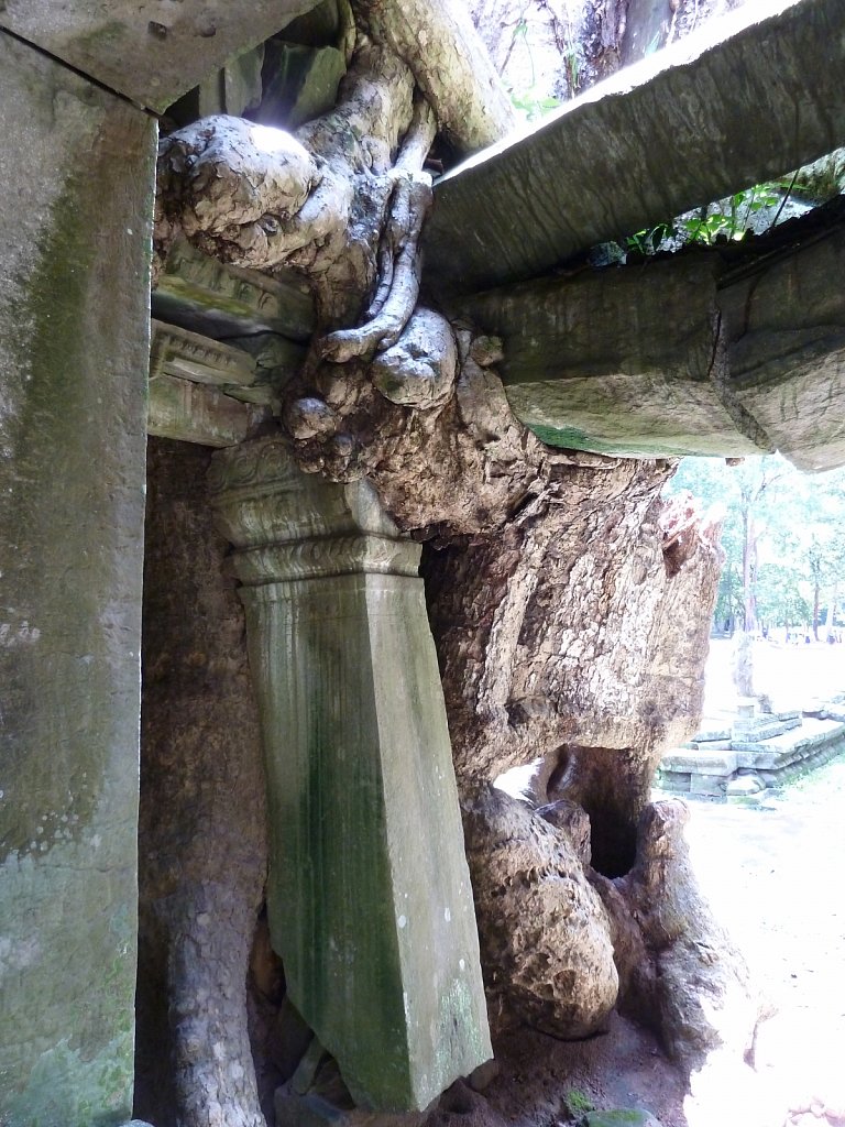Tree roots covering Preah Khan temple