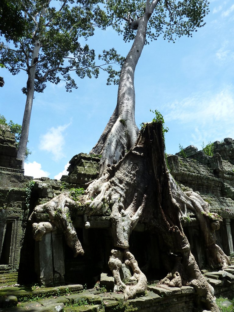 Tree covering Preah Khan temple