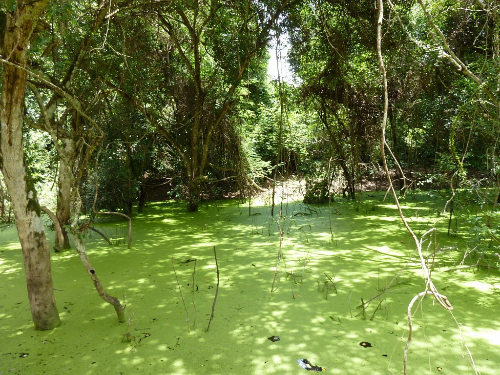 Jungle near Jayatataka Baray