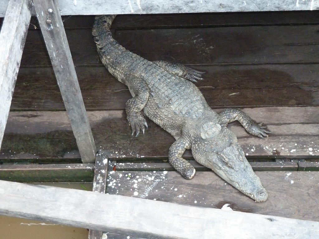 Crocodile in the floating village on Tonle Sap lake