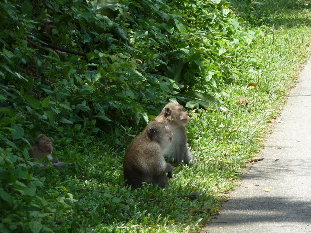 Monkeys at the road shoulder
