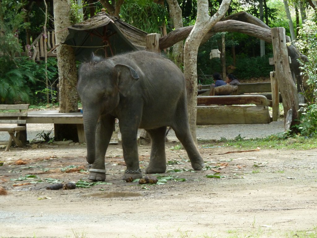 Young elephant near Klong Plu waterfall