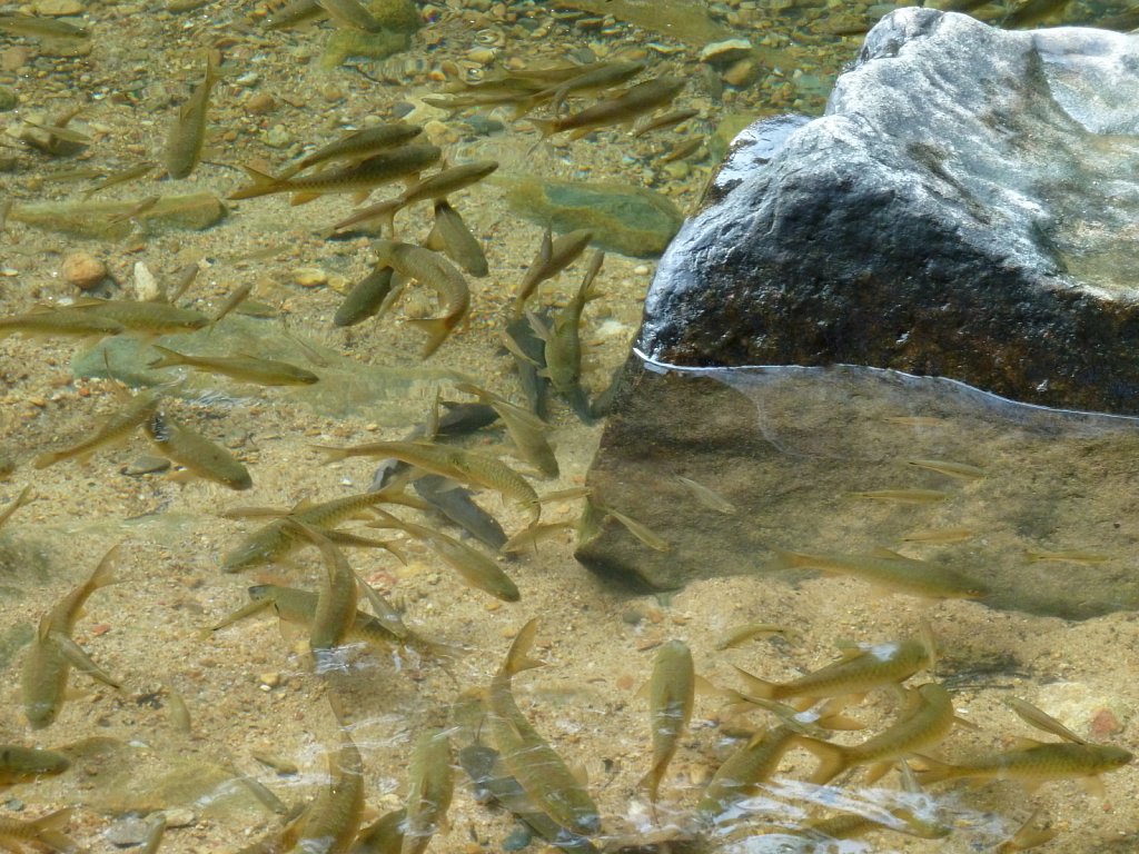 Fishes in the river near Klong Plu waterfall