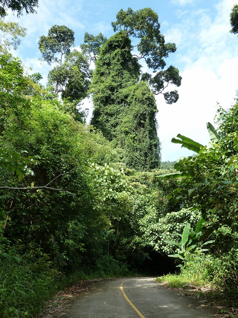 Big tree in the Southern part of Ko Chang